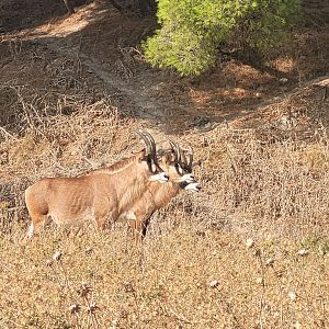 Roan antelope -Réserve Africaine de Sigean (2022)