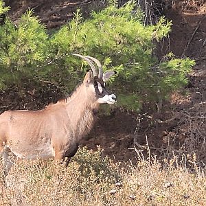 Roan antelope -Réserve Africaine de Sigean (2022)
