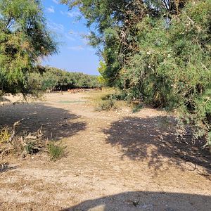 First Brousse exhibit -Réserve Africaine de Sigean (2022)