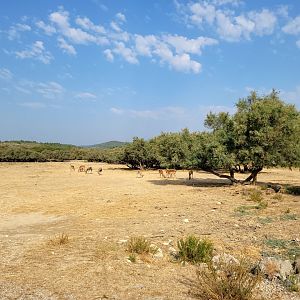First Brousse exhibit -Réserve Africaine de Sigean (2022)