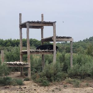 Asian black bear exhibit -Réserve Africaine de Sigean (2022)