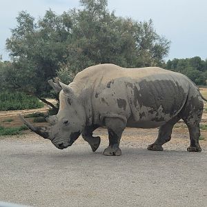 Southern white rhinoceros -Réserve Africaine de Sigean (2022)