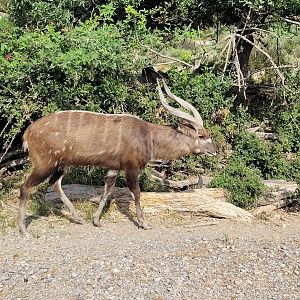 Western sitatunga -Réserve Africaine de Sigean (2022)