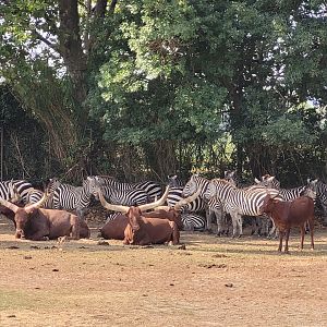 Grant's zebra and Watusi -Réserve Africaine de Sigean (2022)