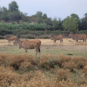 Cape eland -Réserve Africaine de Sigean (2022)