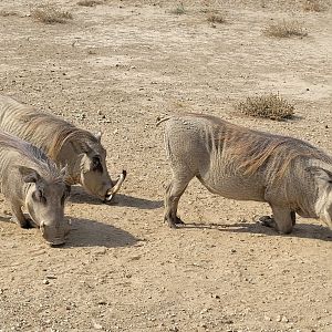 Common warthog -Réserve Africaine de Sigean (2022)