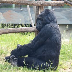 Eastern gorilla (Gorilla beringei graueri) Amahoro