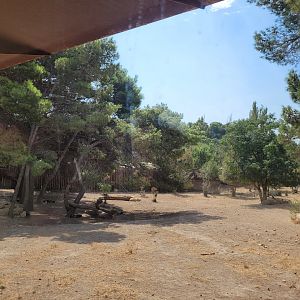 African wild dog exhibit -Réserve Africaine de Sigean (2022)