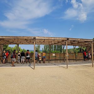 South African cheetah viewing point -Réserve Africaine de Sigean (2022)
