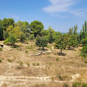 South African cheetah exhibit -Réserve Africaine de Sigean (2022)