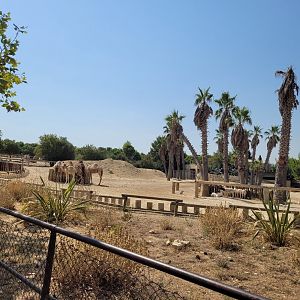 Dromedary and Somali sheep exhibit -Réserve Africaine de Sigean (2022)