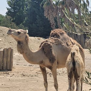 Dromedary -Réserve Africaine de Sigean (2022)