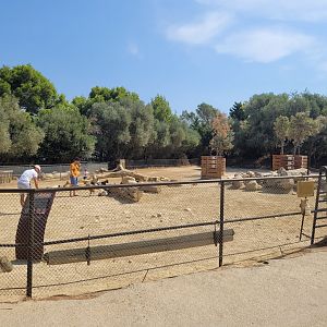 West African pygmy goat exhibit -Réserve Africaine de Sigean (2022)