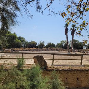 Somali wild ass, Dromedary and Somali sheep exhibit -Réserve Africaine de Sigean (2022)