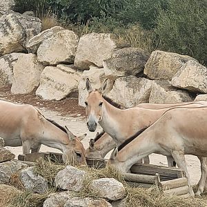 Persian onager -Réserve Africaine de Sigean (2022)