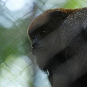 Brown howler (Alouatta guariba)