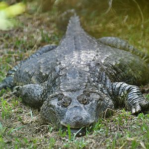 Broad-snouted caiman (Caiman latirostris)