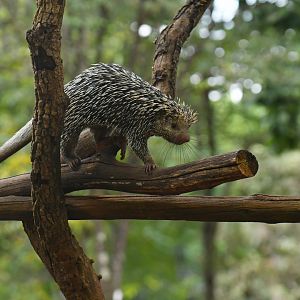 Brazilian porcupine (Coendou prehensilis)