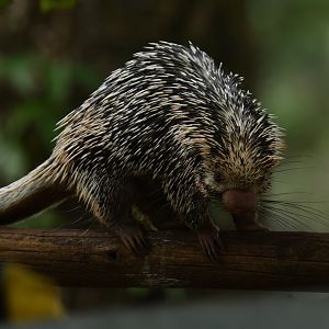 Brazilian porcupine (Coendou prehensilis)