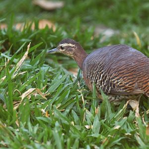 Yellow-legged Tinamou Crypturellus noctivagus
