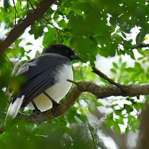 Wild Curl-crested Jay (Cyanocorax cristatellus)