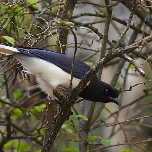 Wild Curl-crested Jay (Cyanocorax cristatellus)