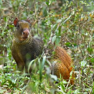 Red-rumped agouti (Dasyprocta leporina)