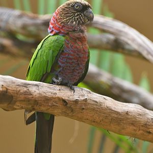 Red-fan Parrot Deroptyus accipitrinus
