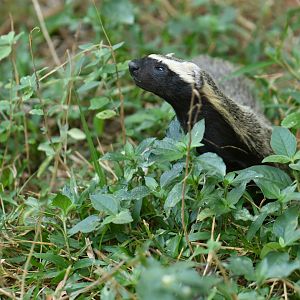 Lesser grison (Galictis cuja)