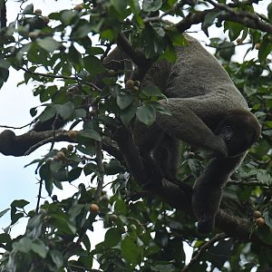 Grey woolly monkey (Lagothrix cana)