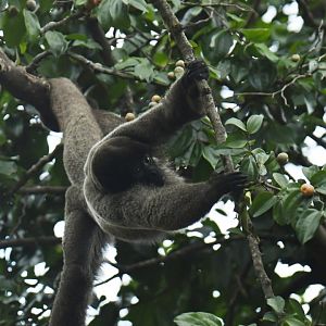 Grey woolly monkey (Lagothrix cana)