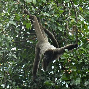 Grey woolly monkey (Lagothrix cana)