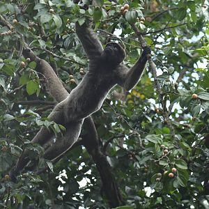 Grey woolly monkey (Lagothrix cana)