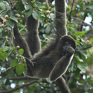 Grey woolly monkey (Lagothrix cana)