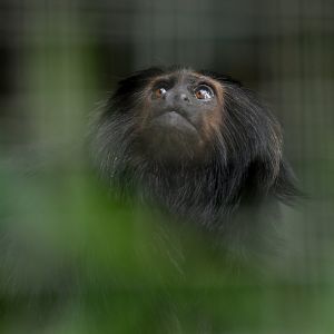 Black lion tamarin (Leontopithecus chrysopygus)