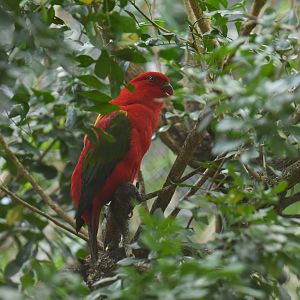Chattering Lory Lorius garrulus