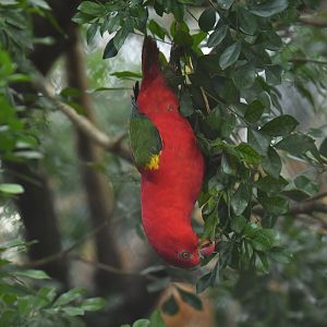 Chattering Lory Lorius garrulus