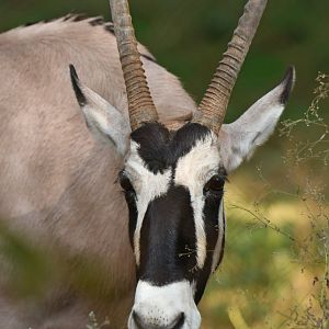 Gemsbok (Oryx gazella)