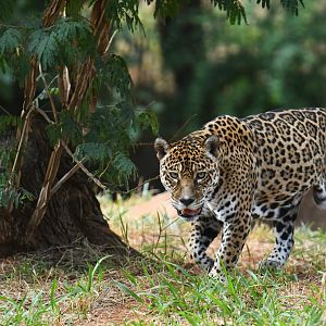 Media 'Jaguar (Panthera onca)' in category 'Belo Horizonte Zoo'