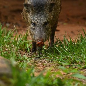 Collared pecarry (Pecari tajacu)