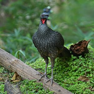 Wild Rusty-margined Guan Penelope superciliaris