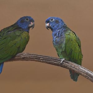 Blue-headed Parrot Pionus menstruus