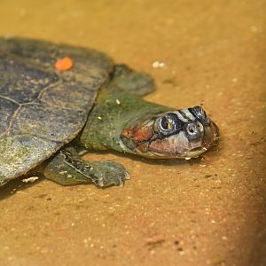Arrau turtle (Podocnemis expansa)