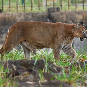 Puma (Puma concolor)