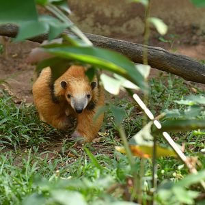 Southern tamandua (Tamandua tetradactyla)