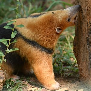 Southern tamandua (Tamandua tetradactyla)