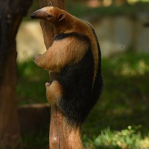Southern tamandua (Tamandua tetradactyla)