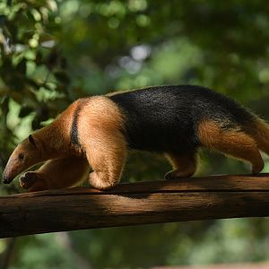Southern tamandua (Tamandua tetradactyla)