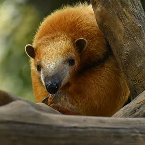 Southern tamandua (Tamandua tetradactyla)
