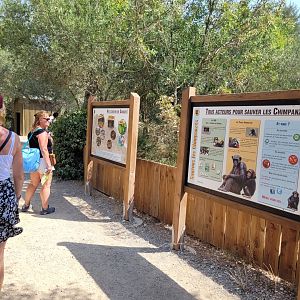 Common chimpanzee signae -Réserve Africaine de Sigean (2022)